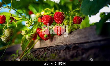 Fraise biologique mûre dans le jardin de près. Culture de fraises naturelles Banque D'Images