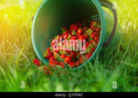 Seau vert de fraises biologiques récoltées sur l'herbe dans le champ. Une diffusion de baies fraîches sur le concept de saison de récolte de fraise Banque D'Images