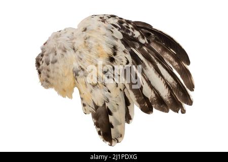 Plumes d'ailes plumage coq poulet oiseau oiseau côté droit isolé sur fond blanc Banque D'Images