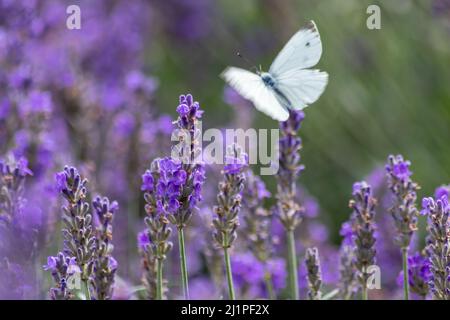 Le papillon blanc sur la lavande violette présente un contraste de couleur avec les ailes violette et blanche de tendresse au printemps et en été représentant la légèreté Banque D'Images