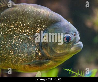 Le piranha à ventre rouge, également connu sous le nom de piranha rouge (Pygocentrus nattereri) Banque D'Images