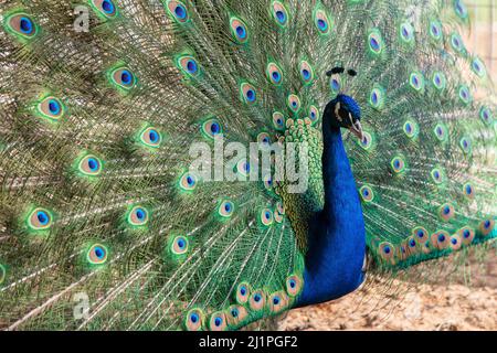 paon au printemps avec de belles plumes Banque D'Images