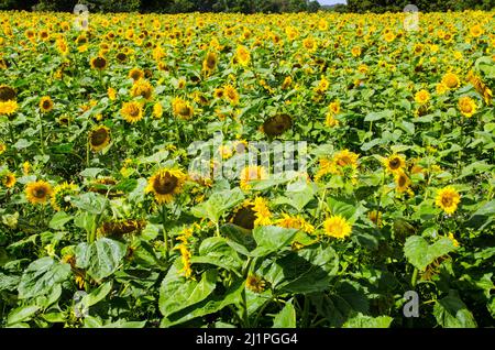 Un champ arable entamé de tournesols fleuris sous le soleil d'été. Ferme à Basingstoke, Hampshire. Banque D'Images