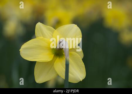 Jonquilles printanières en pleine floraison dans la 'Daffodil Valley' au Waddesdon Manor dans le Buckinghamshire. Banque D'Images