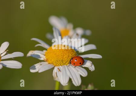 Coccinelle sur une Marguerite. Mise au point sélective, arrière-plan flou Banque D'Images