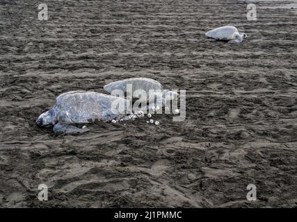 Trois tortues de mer Olive Ridley (Lepidochelys olivacea), l'une pontant des œufs et les deux autres retournent dans l'océan à Playa Ostional, au Costa Rica. Banque D'Images