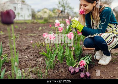 Jardinier cueillant des tulipes à franges roses dans le jardin de printemps. La femme sent les fleurs coupées les mettant dans le panier. Passe-temps Banque D'Images