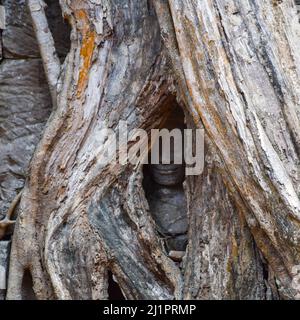 Racines d'arbres qui poussent sur la sculpture au temple de Ta Prohm, qui fait partie du complexe du temple khmer d'Angkor, Angkor Wat, Siem Reap, Cambodge Banque D'Images