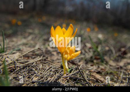 Crocus jaune en fleurs au printemps gros plan avec flou d'arrière-plan Banque D'Images