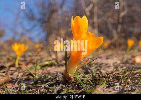 Crocus jaune en fleurs au printemps gros plan avec flou d'arrière-plan Banque D'Images
