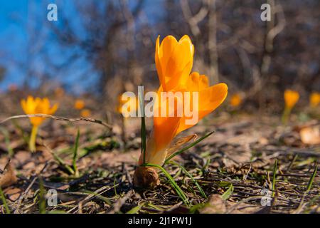 Crocus jaune en fleurs au printemps gros plan avec flou d'arrière-plan Banque D'Images