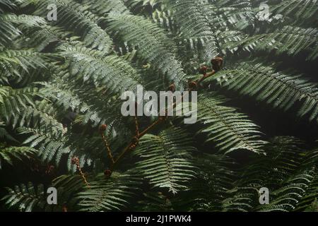 Killarney Fern dans la maison tropicale Ravine dans les jardins botaniques de Belfast, Irlande du Nord Banque D'Images