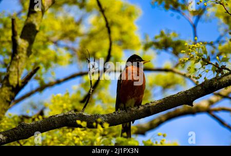 Un oiseau-Robin américain solitaire (Turdus migratorius) perçant sur une branche d'érable au début du printemps - photographie de stock Banque D'Images