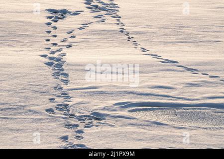 Des rangées d'empreintes de pas et une flaque d'eau glacée sur de la neige fraîche. Banque D'Images