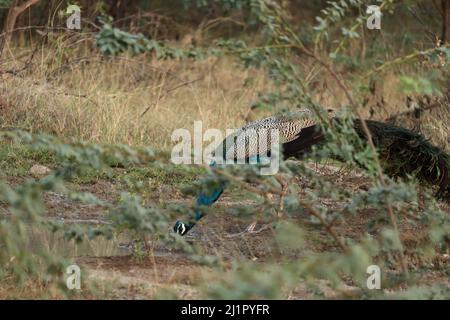 Eau potable de Peacock dans un étang de boue Banque D'Images
