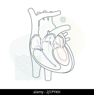 Coupe transversale du cœur humain - Illustration en stock comme fichier EPS 10 Illustration de Vecteur