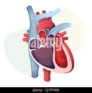 Coupe transversale du cœur humain - Illustration en stock comme fichier EPS 10 Illustration de Vecteur