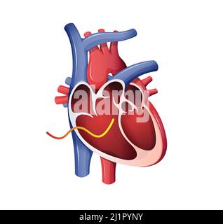 Coupe transversale du cœur humain - Illustration en stock comme fichier EPS 10 Illustration de Vecteur