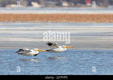 Les pélicans blancs américains (Pelecanus erythrorhynchos) migrent vers le fleuve Mississippi en Iowa à la fin de l'hiver Banque D'Images