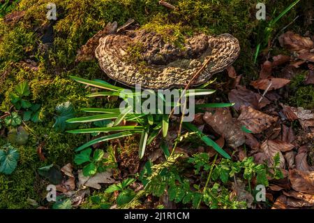 De grands champignons, probablement Ganoderma Applanatum, ou 'Artistt's Conk', sur un vieux arbre dans Ecclesall Woods, ancienne forêt près de Sheffield. Banque D'Images