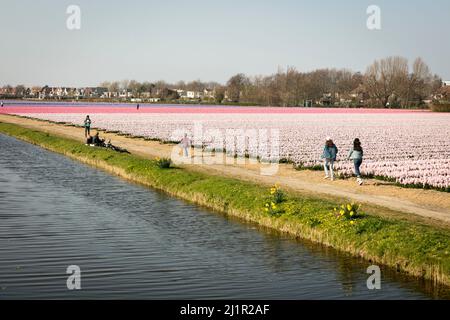 Les gens marchent le long de rangées et de rangées d'hyacinthes (jacinthus orientalis), en fleur, au début du printemps, dans les champs de fleurs hollandais autour de Lisse, aux pays-Bas. Banque D'Images