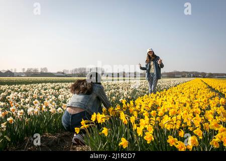 Une jeune fille pose pour une photo prise par son ami, entouré de jonquilles jaunes et blanches (Narcissus pseudonarcissus), au début du printemps, dans les champs de fleurs hollandais autour de Lisse, aux pays-Bas. Banque D'Images