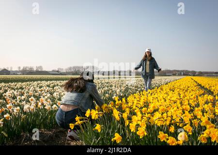 Une jeune fille prend une photo de son amie, entourée de jonquilles jaunes et blanches (Narcissus pseudonarcisse) au début du printemps dans les champs de fleurs hollandais autour de Lisse aux pays-Bas. Banque D'Images