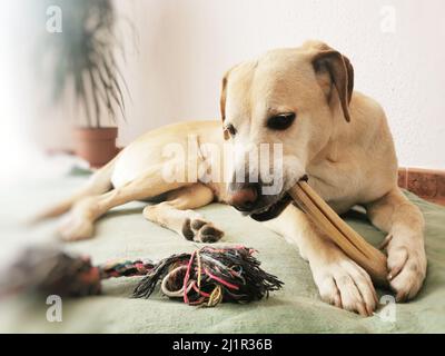 Photo d'un chiot Labrador Retriever piquant un pieu et assis près de cordes de laine Banque D'Images