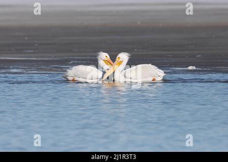 Les pélicans blancs américains (Pelecanus erythrorhynchos) migrent vers le fleuve Mississippi en Iowa à la fin de l'hiver Banque D'Images