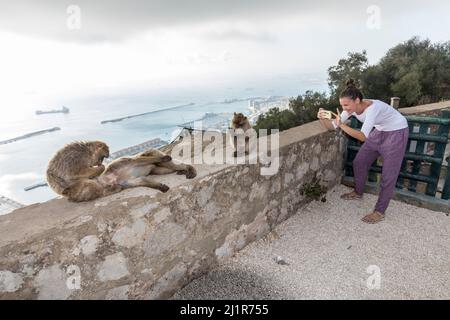 Macaque de Barbarie ou singe roc, Macaca sylvanus, photographié par un touriste, Gibraltar Banque D'Images