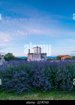 L'Église de la Sainte-Croix, la plus petite cathédrale du monde, Nin, Croatie. Champ de lavande à l'avant. Banque D'Images