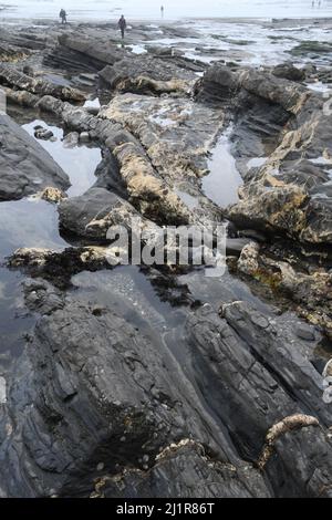 Plage de Crackington Haven montrant la formation géologique de mudstones et de grès avec des veines de calcite et de quartz.Cornwall.UK Banque D'Images