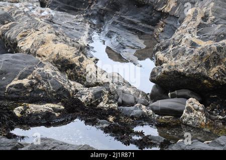 Plage de Crackington Haven montrant la formation géologique de mudstones et de grès avec des veines de calcite et de quartz.Cornwall.UK Banque D'Images