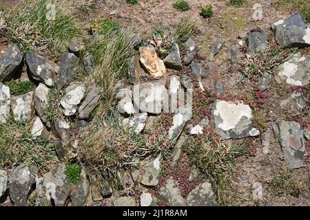 Mur de pierre sur le chemin de la côte Cornouailles, la construction utilisait de grandes pierres et des roches et le sol rempli. Couvert d'herbe, de grès et de lichen.Cornwall. Banque D'Images