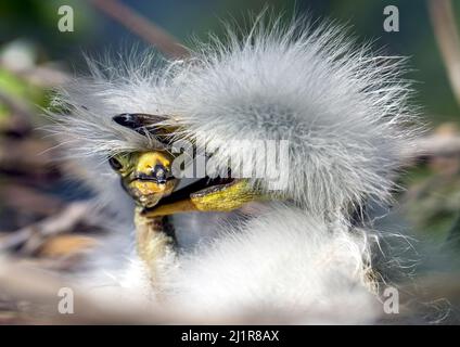 Orlando, États-Unis. 26th mars 2022. Bébé grand aigrette a sa sœur dans un nid à Kissimmee, en Floride. Crédit : SOPA Images Limited/Alamy Live News Banque D'Images