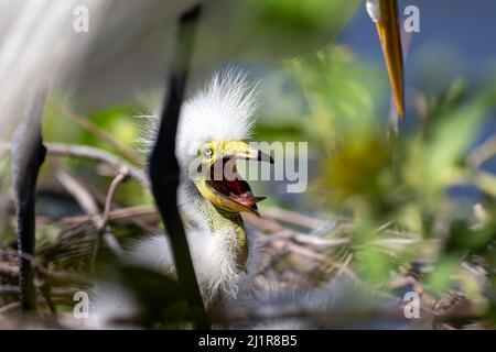 Orlando, États-Unis. 26th mars 2022. Un bébé nichant grande aigrette exhortant maman au nourrir Kissimmee, Floride. Crédit : SOPA Images Limited/Alamy Live News Banque D'Images