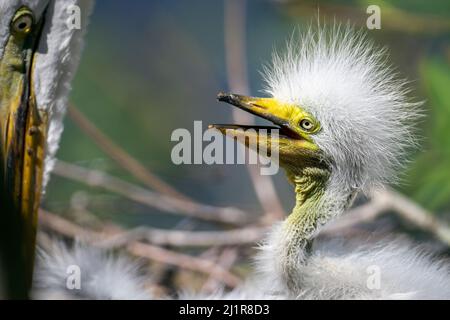 Orlando, États-Unis. 26th mars 2022. Un bébé grand aigrette dans un nid demandant à la mère de manger à Kissimmee, en Floride. Crédit : SOPA Images Limited/Alamy Live News Banque D'Images