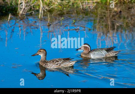 Une paire de Garganey Anas querquedula à la réserve naturelle de CLEY dans le nord de Norfolk, par une journée ensoleillée. Banque D'Images