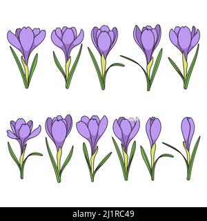 Jeu d'illustrations de couleur avec fleurs de crocus pourpres, safran. Objets vectoriels isolés sur fond blanc. Illustration de Vecteur