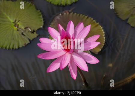 Gros plan de fleur de lotus rose vif flottant sur les coussins de nénuphars dans l'étang Banque D'Images