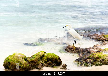 Un bel oiseau de héron blanc se dresse sur les rochers de la côte des Caraïbes de la République dominicaine Banque D'Images