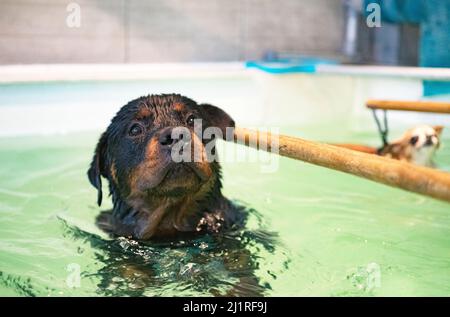 jeune rottweiler et rééducation pour l'hydrothérapie dans la piscine Banque D'Images