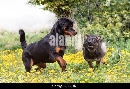 chiot berger allemand et rottweiler en pleine nature Banque D'Images