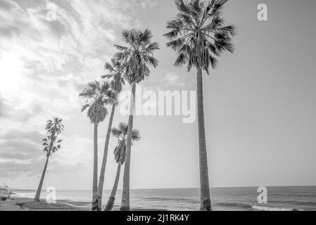 Palmiers de la plage d'État de Doheny. Dana point, Californie, États-Unis. Banque D'Images