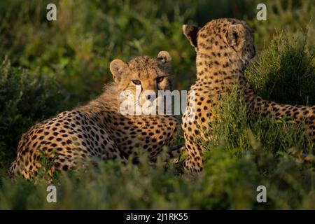 Cheetahs, Tanzanie Banque D'Images