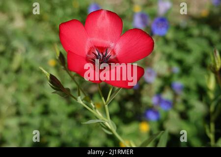 Linum grandiflorum . communément connu sous le nom de lin à fleurs, lin rouge, lin écarlate ou lin cramoisi. Fleurs sauvages du sud de la Californie poussant dans un jardin à la maison Banque D'Images