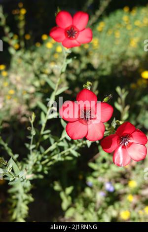 Linum grandiflorum . communément connu sous le nom de lin à fleurs, lin rouge, lin écarlate ou lin cramoisi. Fleurs sauvages du sud de la Californie poussant dans un jardin à la maison Banque D'Images