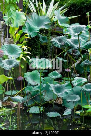 Groupe de différentes tailles de feuilles de lotus poussant dans l'étang avec le fond de la plante tropicale Banque D'Images