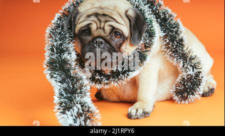 Un joli pug triste est assis avec une guirlande sur fond orange Banque D'Images