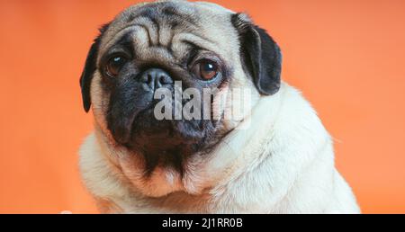 Un joli pug se trouve sur un fond orange Banque D'Images